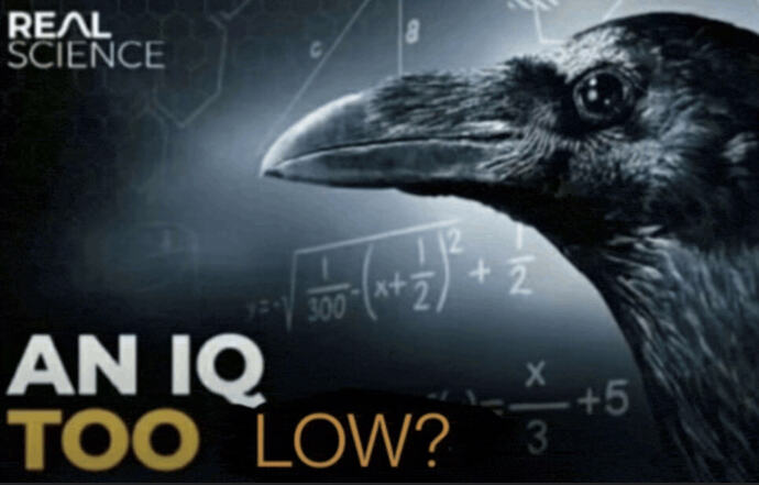 an iq too low at DuckDuckGo