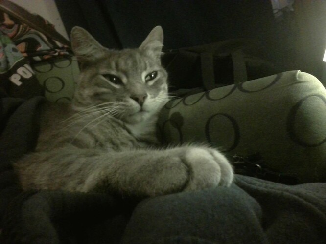 cat