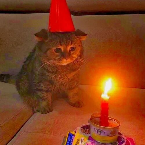 cat