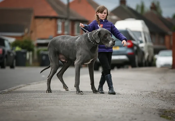 Balthazar the former largest British dog - The Annoying Dog