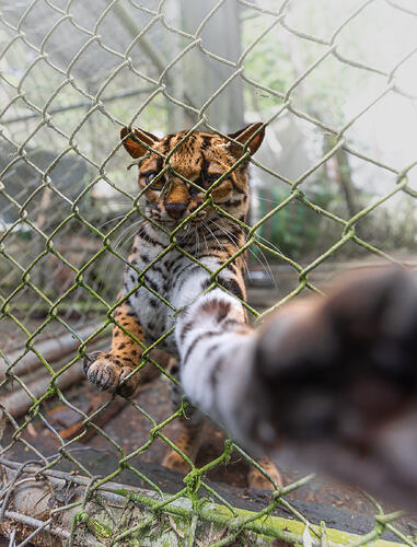 Tilcayo_tiger_cat_paws_camera