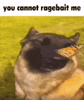 butterfly-dog