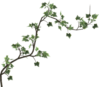vines-png-43664