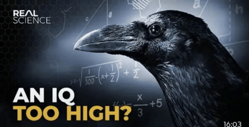 an-iq-too-high