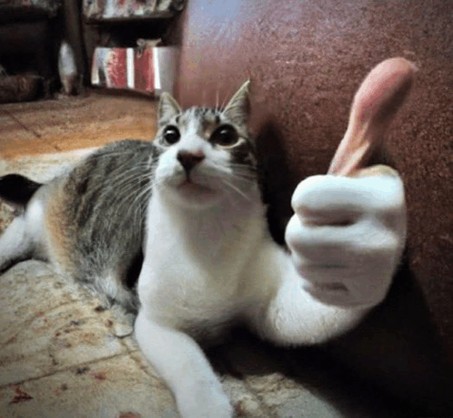 elysian-thumbs-up-cat