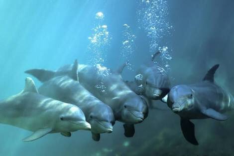 Super 'Dorbs Dolphin Pic