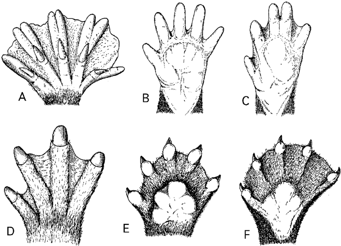 Anterior-feet-of-semi-aquatic-mammals-showing-the-range-of-interdigital-webbing-which-is.ppm