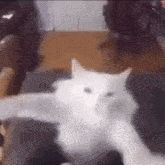 cat-dancing
