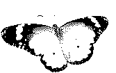Mr._Butterfly_face
