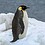 Aceantarctic