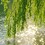 etherealwillow